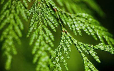 Province Launches Conservation Tool, Takes Further Action On Old-Growth Forests